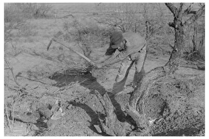 Mexican Laborer Grubbing Mesquite Tree El Indio Texas 1939