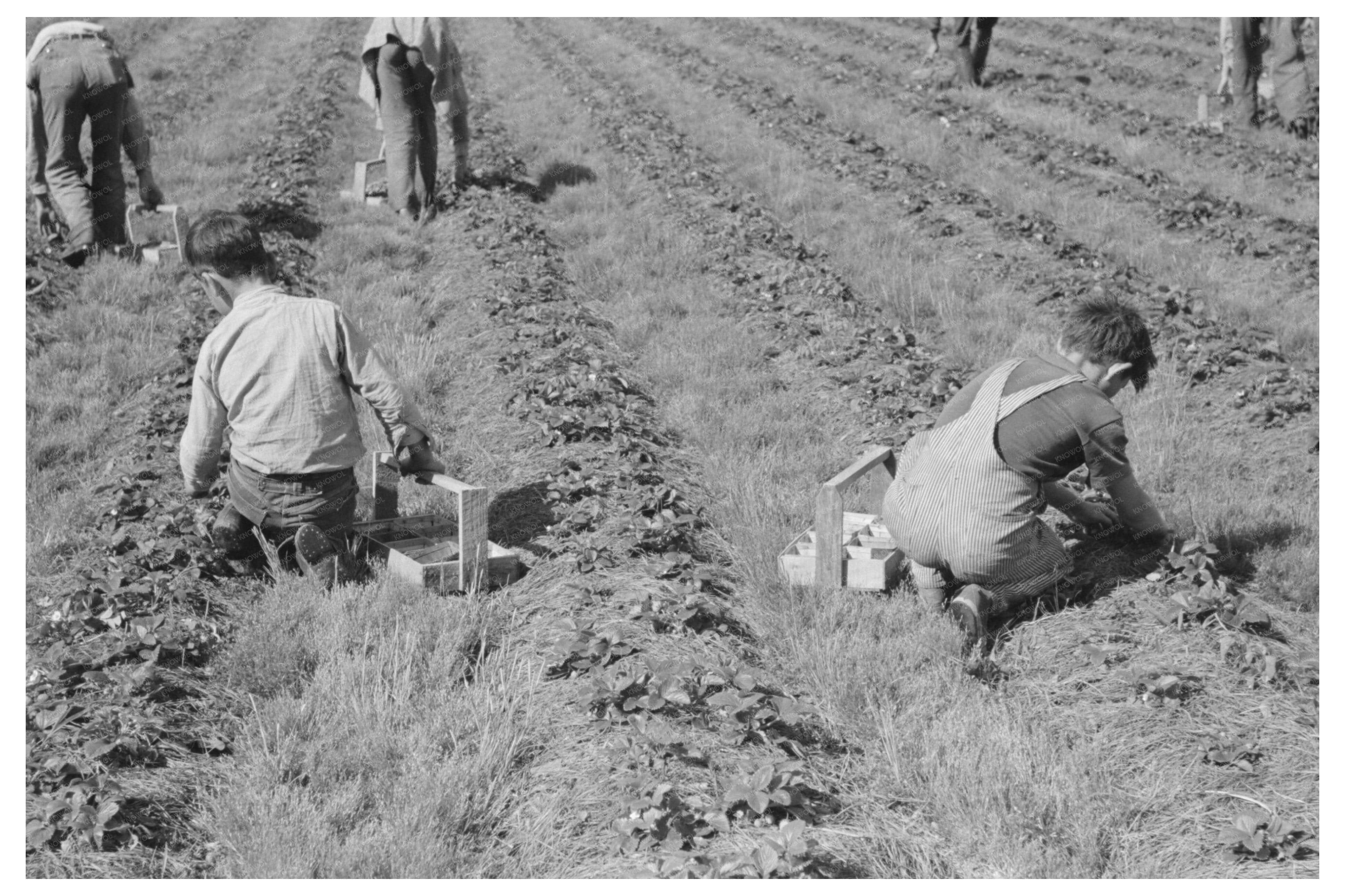 Migrant Children Picking Strawberries Louisiana 1939