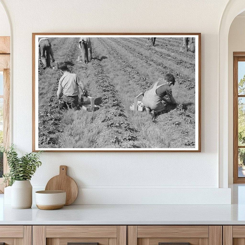 Migrant Children Picking Strawberries Louisiana 1939