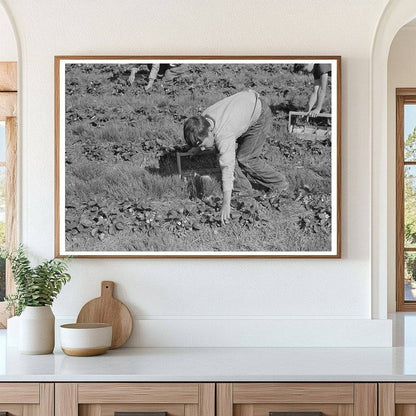 Child Migrant Picking Strawberries Ponchatoula 1939