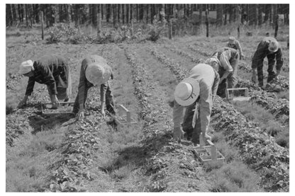 Migrant Strawberry Pickers in Ponchatoula Louisiana 1939