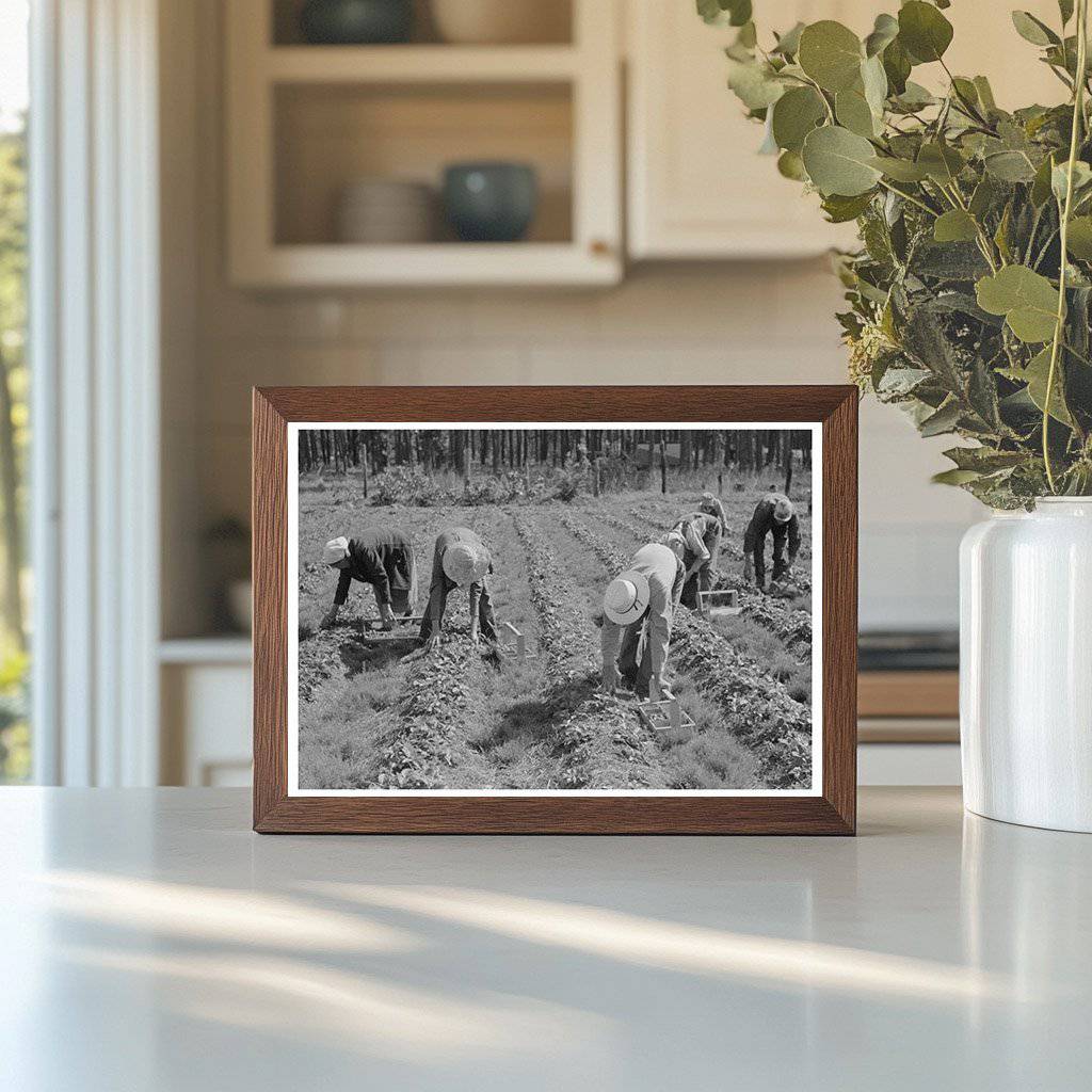 Migrant Strawberry Pickers in Ponchatoula Louisiana 1939