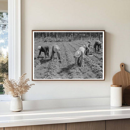 Migrant Strawberry Pickers in Ponchatoula Louisiana 1939