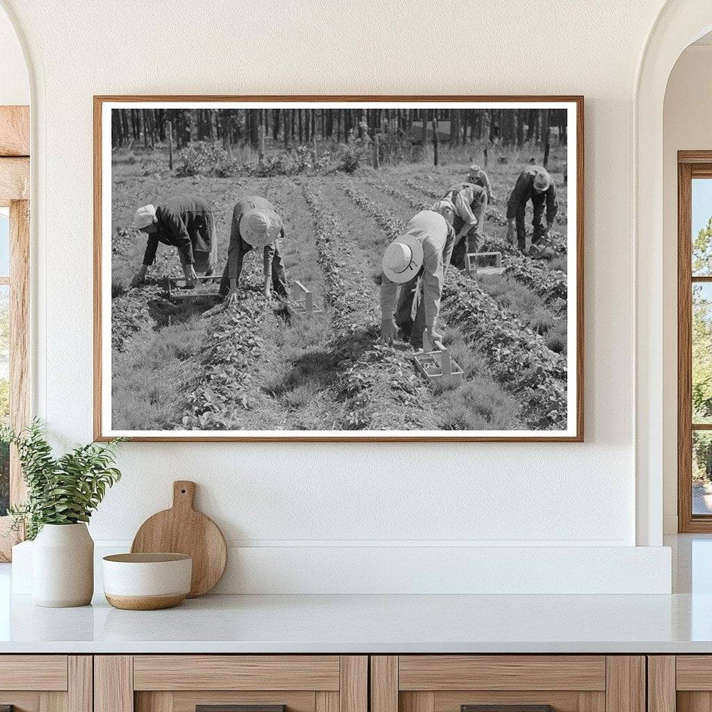 Migrant Strawberry Pickers in Ponchatoula Louisiana 1939