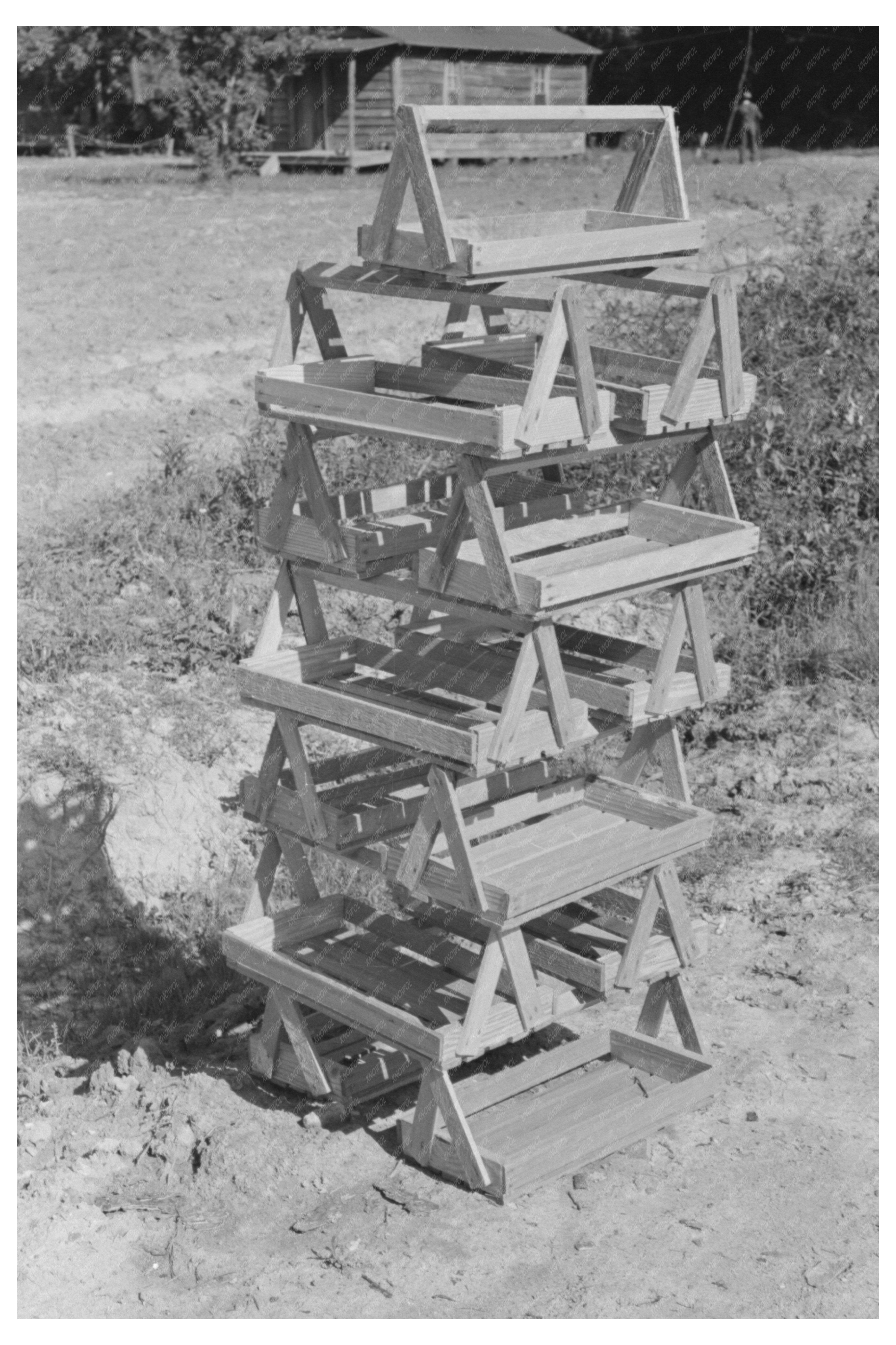 Strawberry Pickers in Ponchatoula Louisiana April 1939