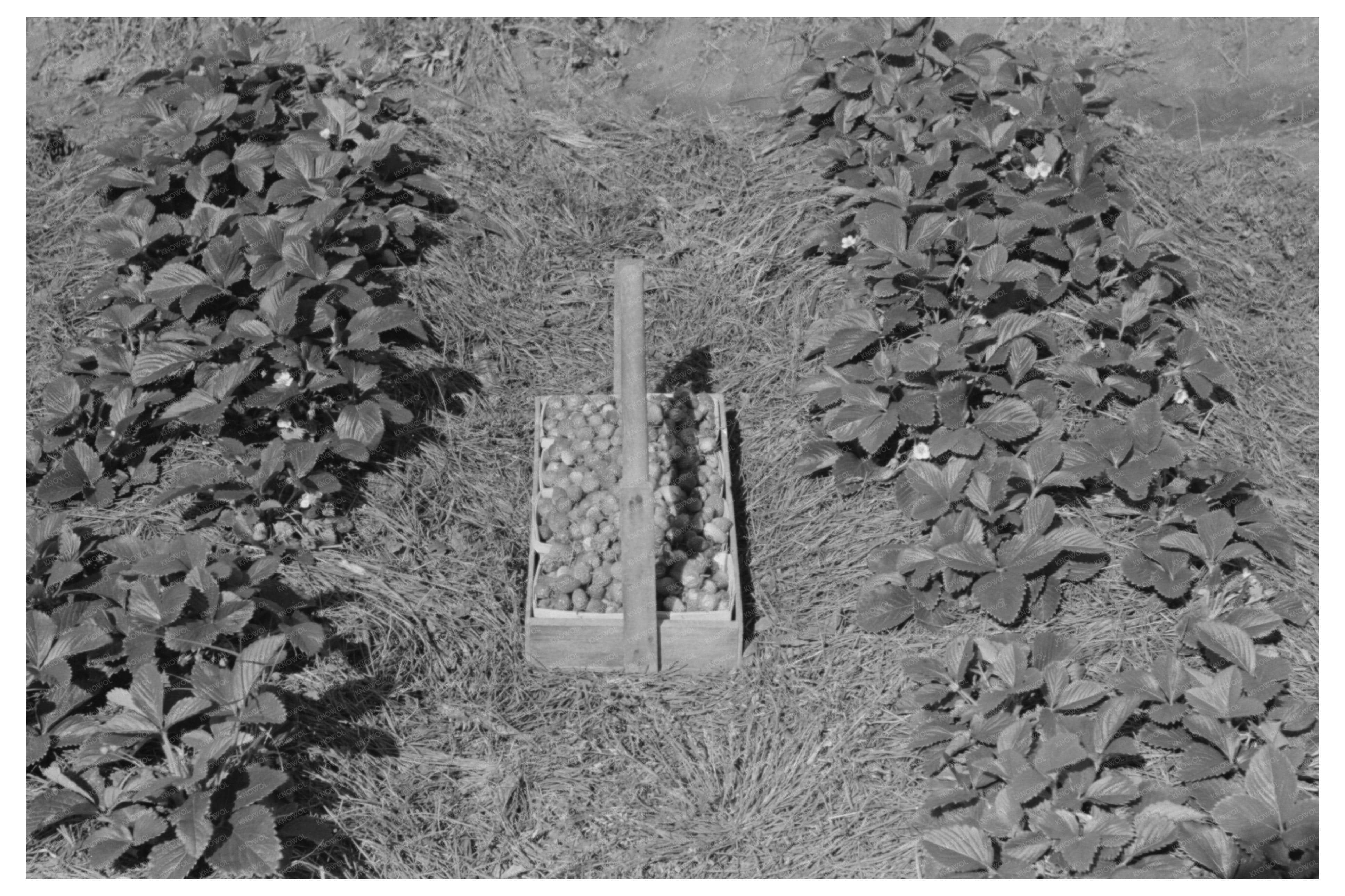 Strawberry Fields in Hammond Louisiana April 1939