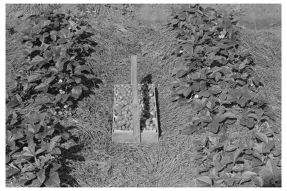 Strawberry Fields in Hammond Louisiana April 1939