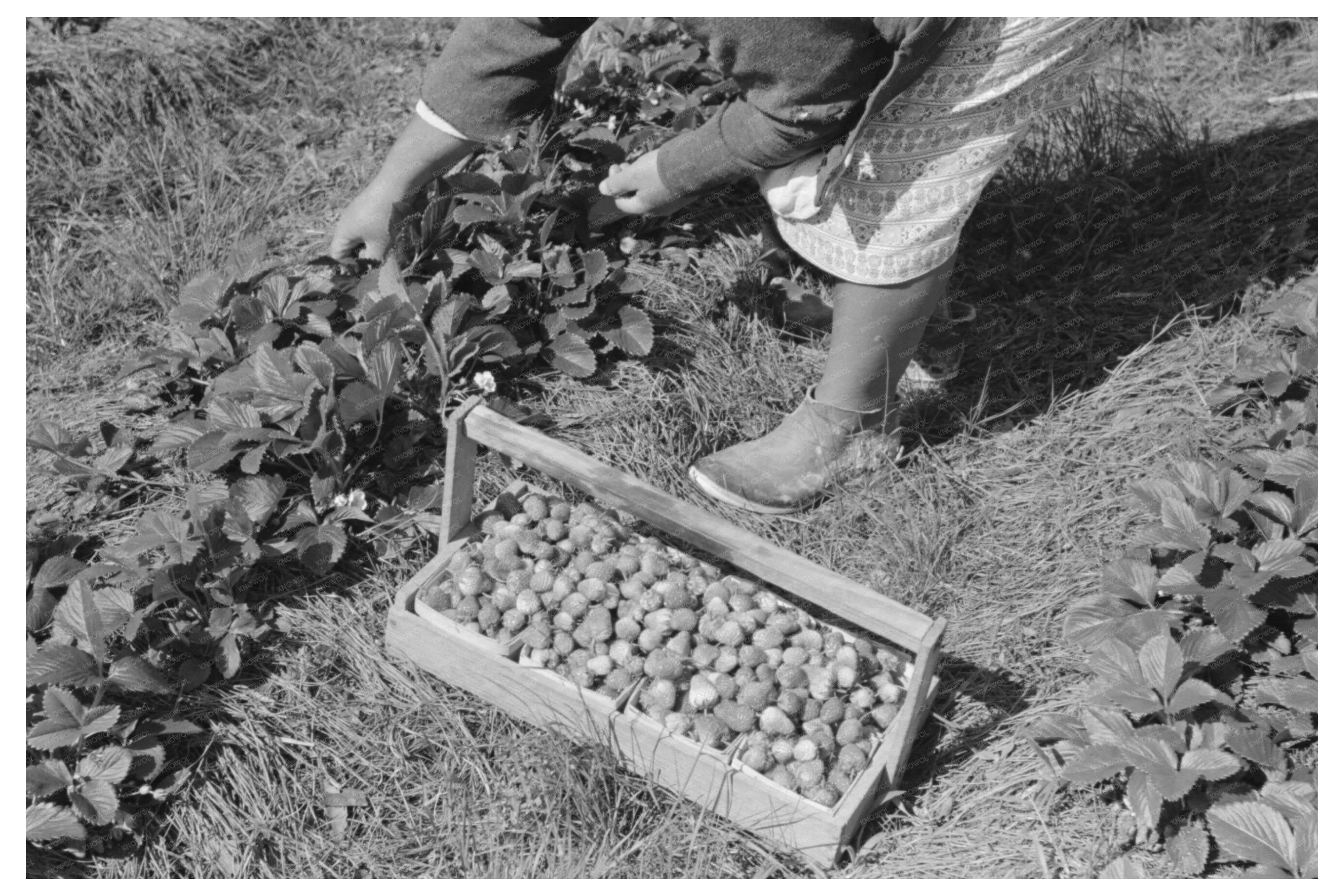 Strawberry Picking in Hammond Louisiana April 1939