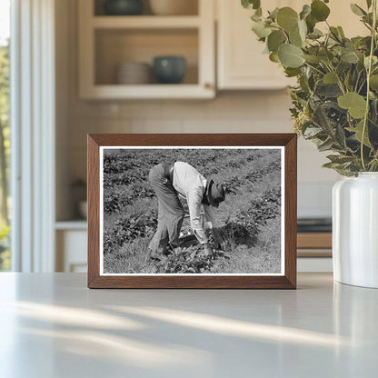 Migrant Worker Picking Strawberries Louisiana 1939