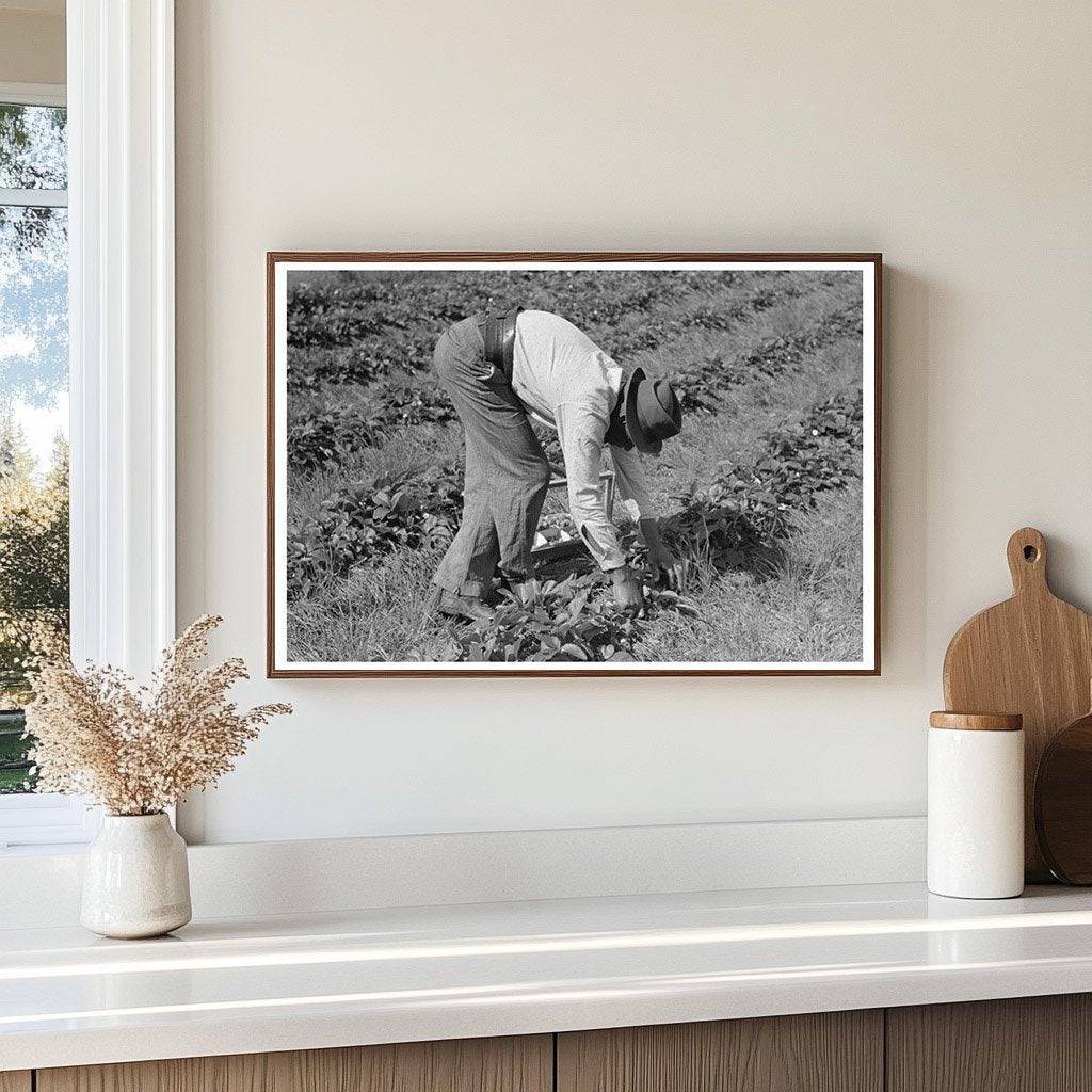 Migrant Worker Picking Strawberries Louisiana 1939