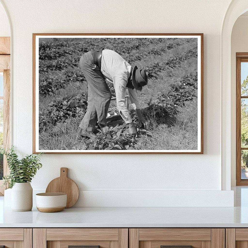 Migrant Worker Picking Strawberries Louisiana 1939