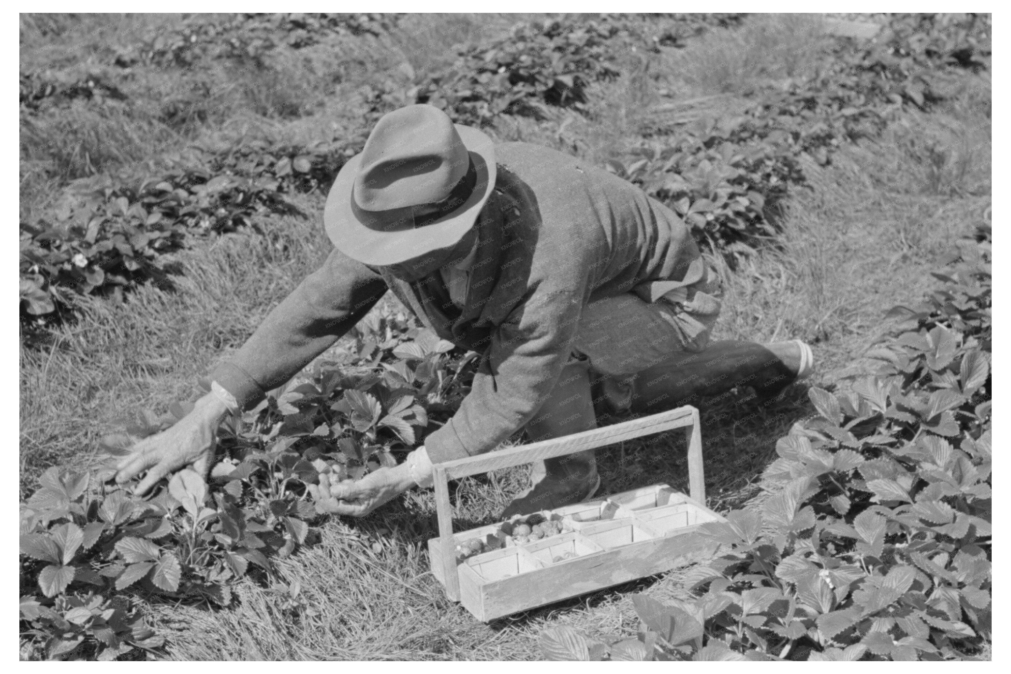 Italian Grower Picking Strawberries Hammond Louisiana 1939