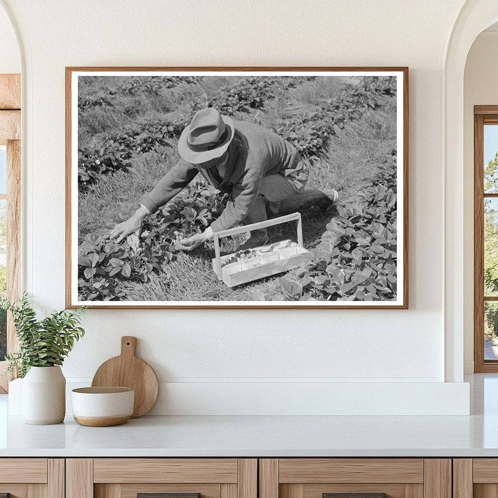 Italian Grower Picking Strawberries Hammond Louisiana 1939