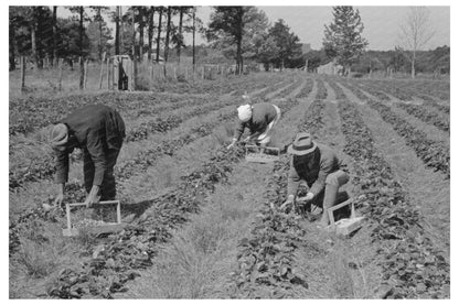 Migrant Workers Berry Picking in Louisiana 1939