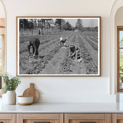 Migrant Workers Berry Picking in Louisiana 1939