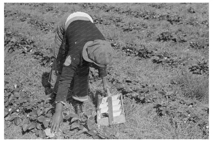 Italian Grower and Wife Berry Picking Louisiana 1939