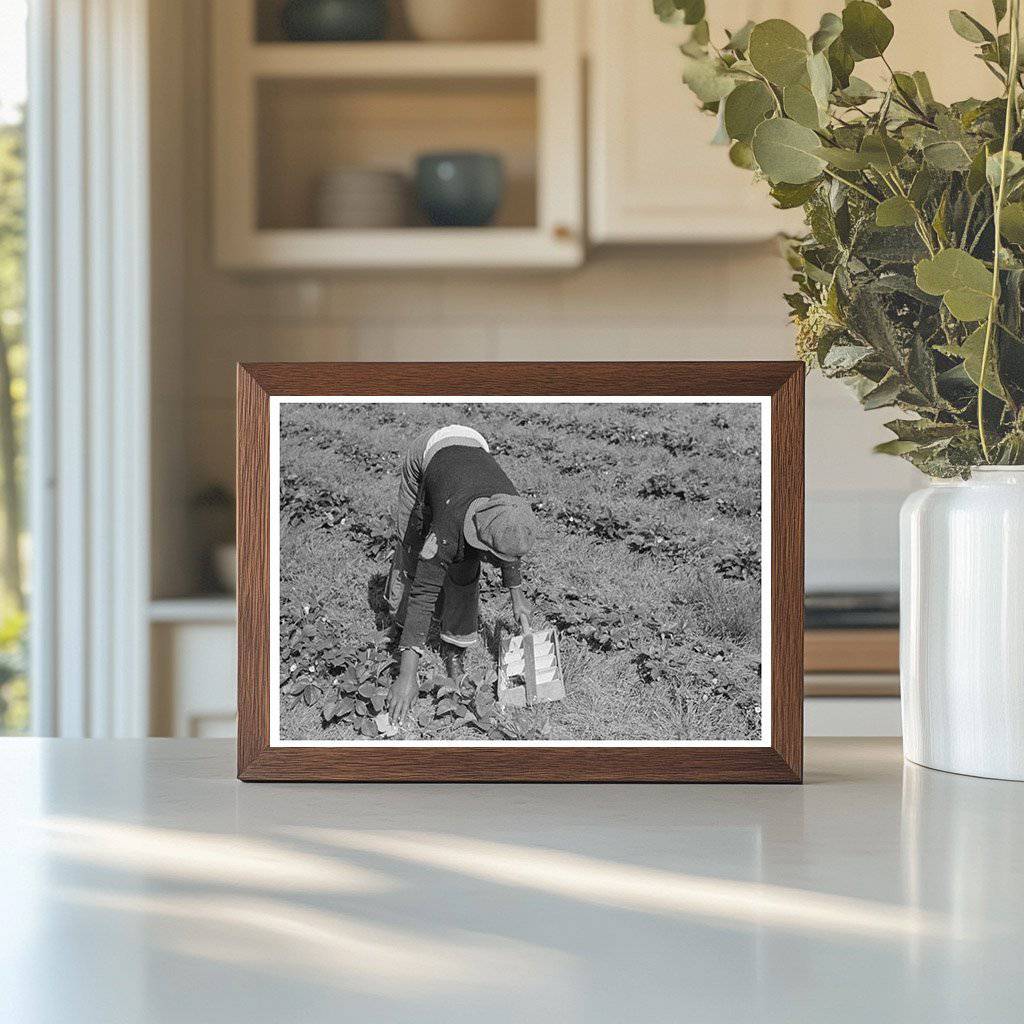 Italian Grower and Wife Berry Picking Louisiana 1939