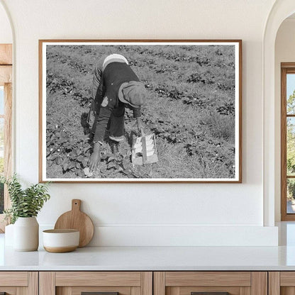 Italian Grower and Wife Berry Picking Louisiana 1939