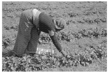 Boy Picking Strawberries Near Hammond Louisiana 1939