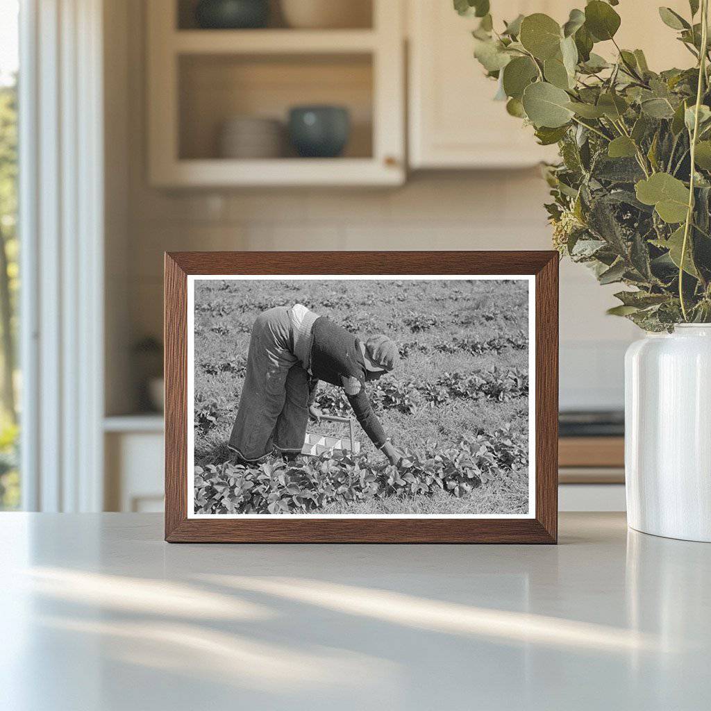 Boy Picking Strawberries Near Hammond Louisiana 1939