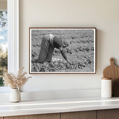 Boy Picking Strawberries Near Hammond Louisiana 1939