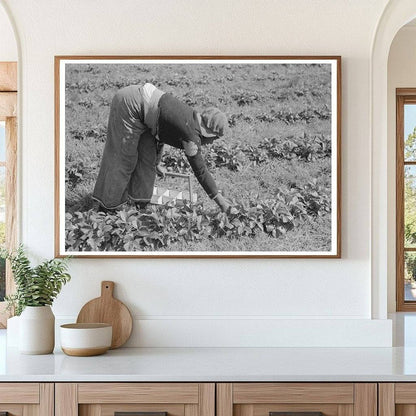 Boy Picking Strawberries Near Hammond Louisiana 1939