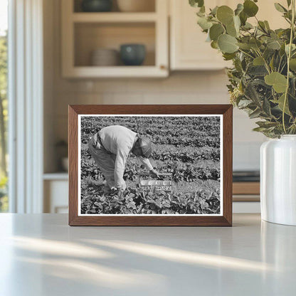 Young Boy Picking Strawberries Hammond Louisiana 1939