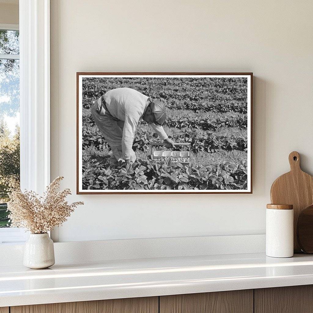 Young Boy Picking Strawberries Hammond Louisiana 1939