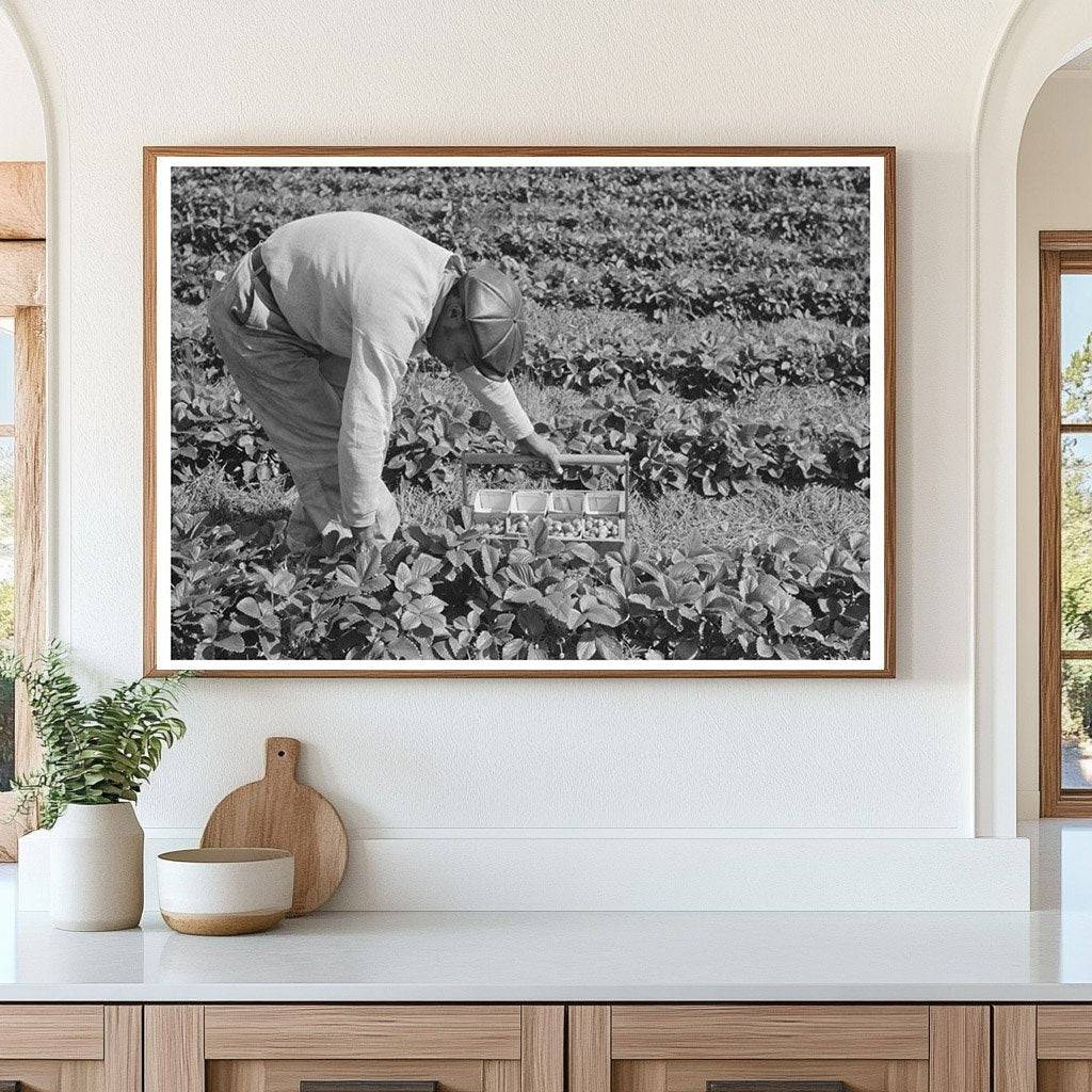 Young Boy Picking Strawberries Hammond Louisiana 1939