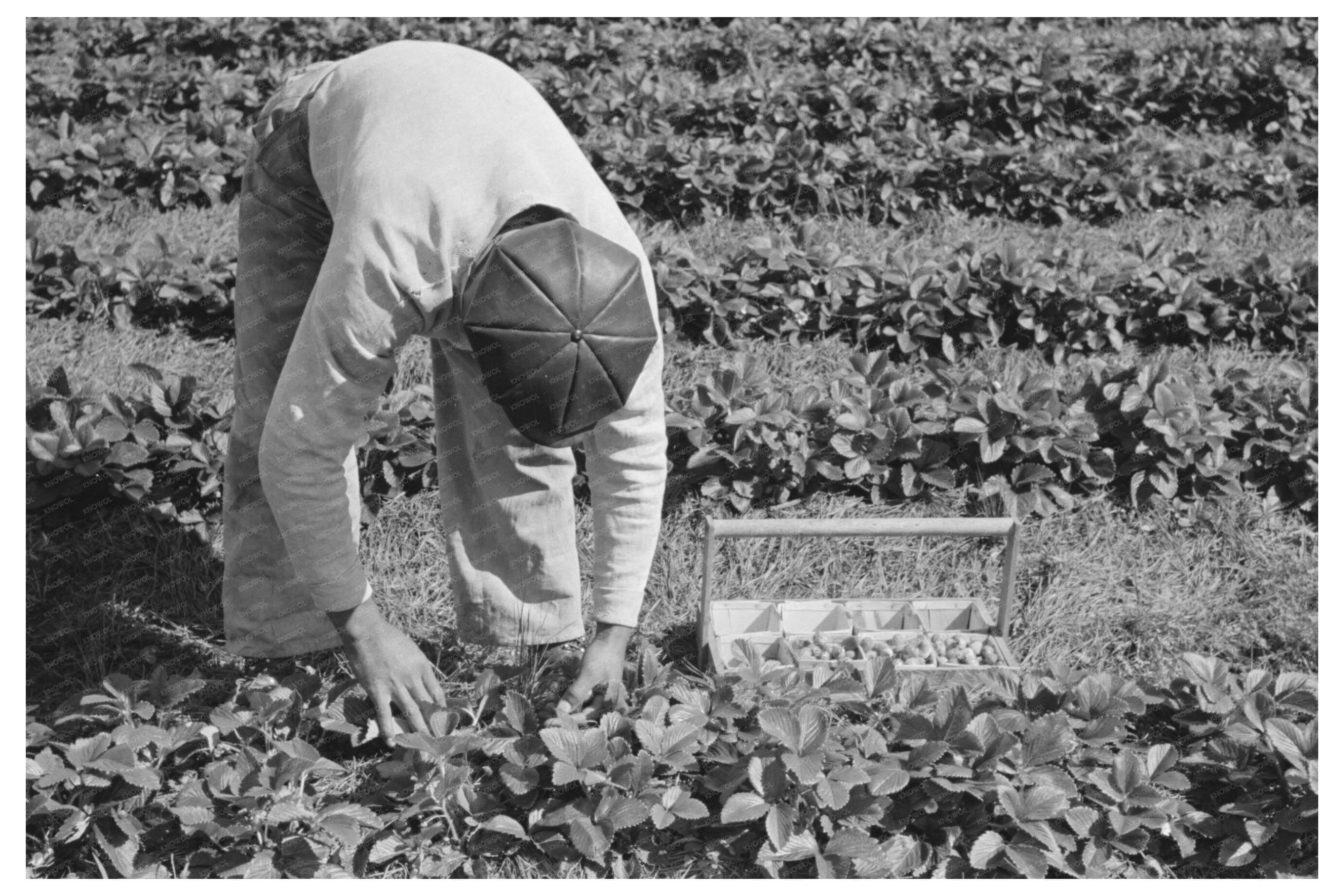 Migrant Boy Picking Strawberries Hammond Louisiana 1939