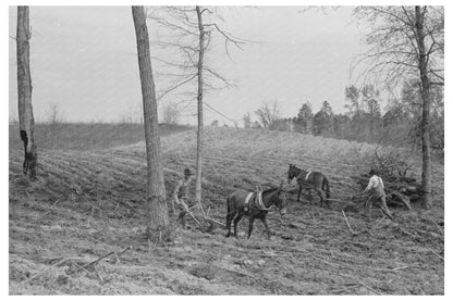 Spring Plowing in Harleton Texas April 1939