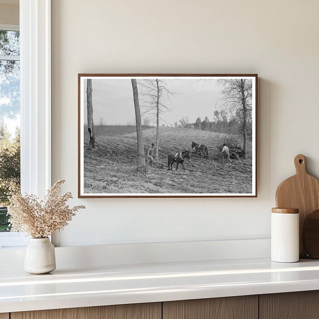 Spring Plowing in Harleton Texas April 1939