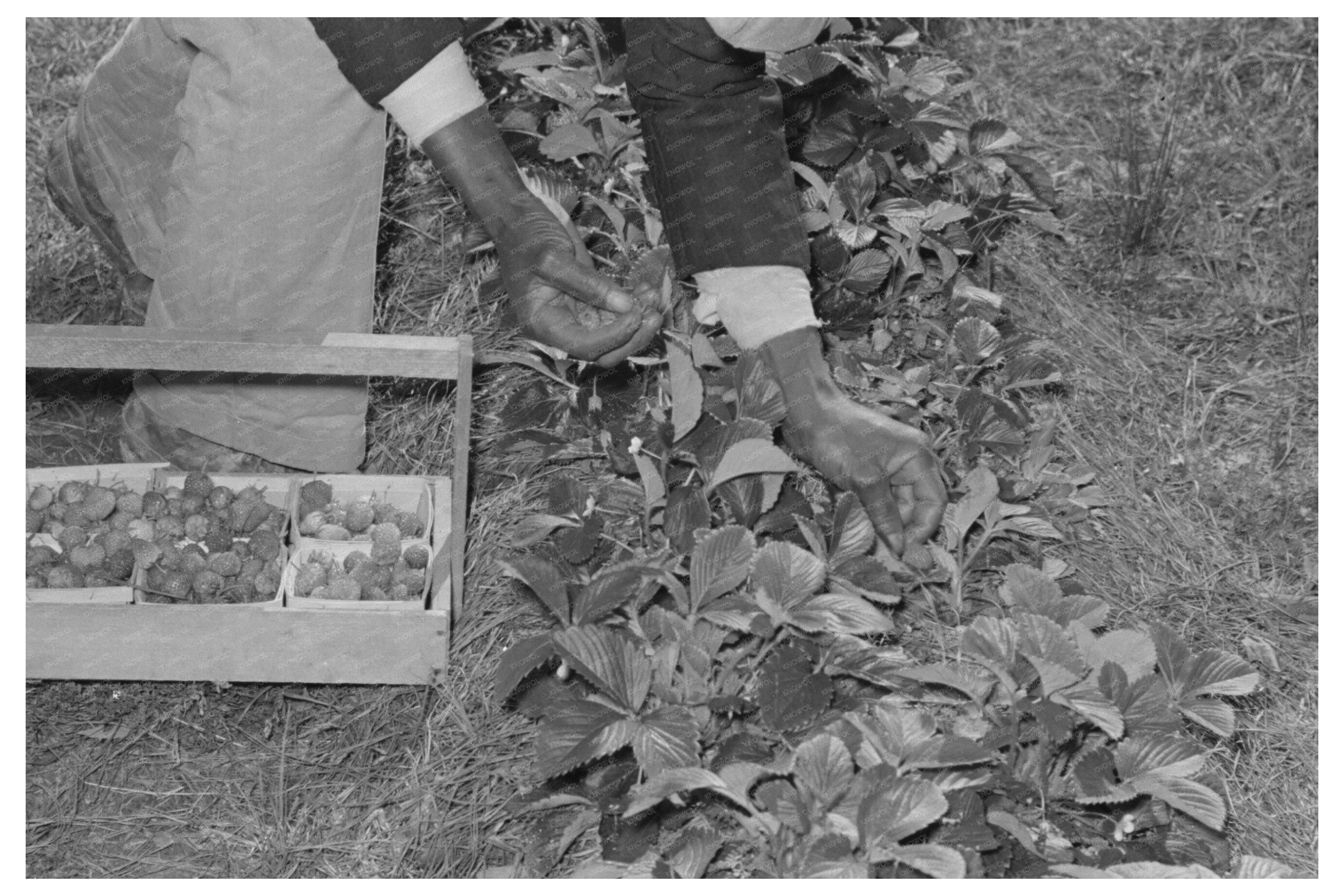 Strawberry Picking in Ponchatoula Louisiana April 1939