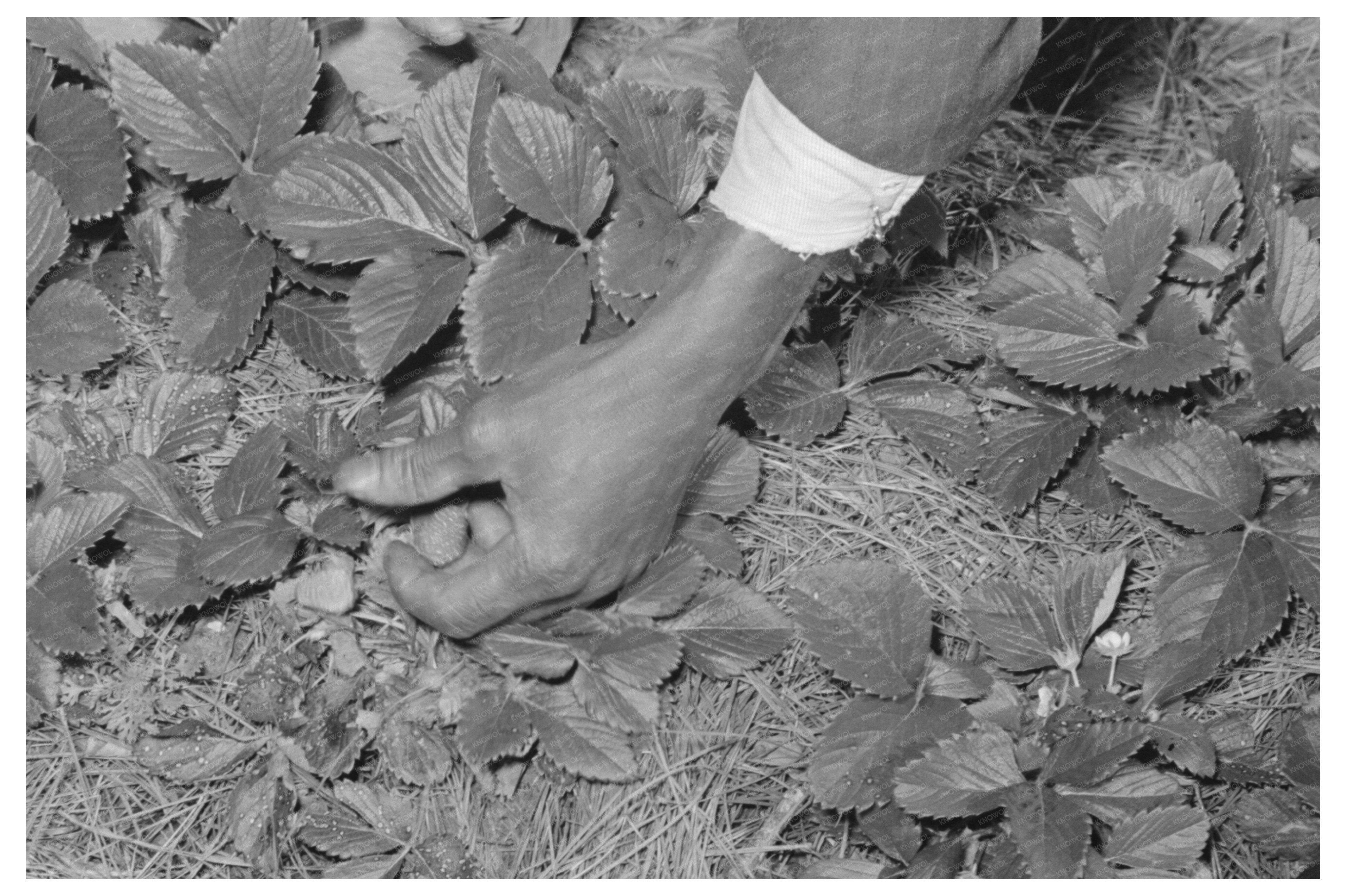 Strawberry Picking in Ponchatoula Louisiana 1939