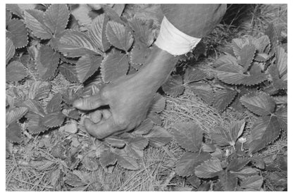 Strawberry Picking in Ponchatoula Louisiana 1939