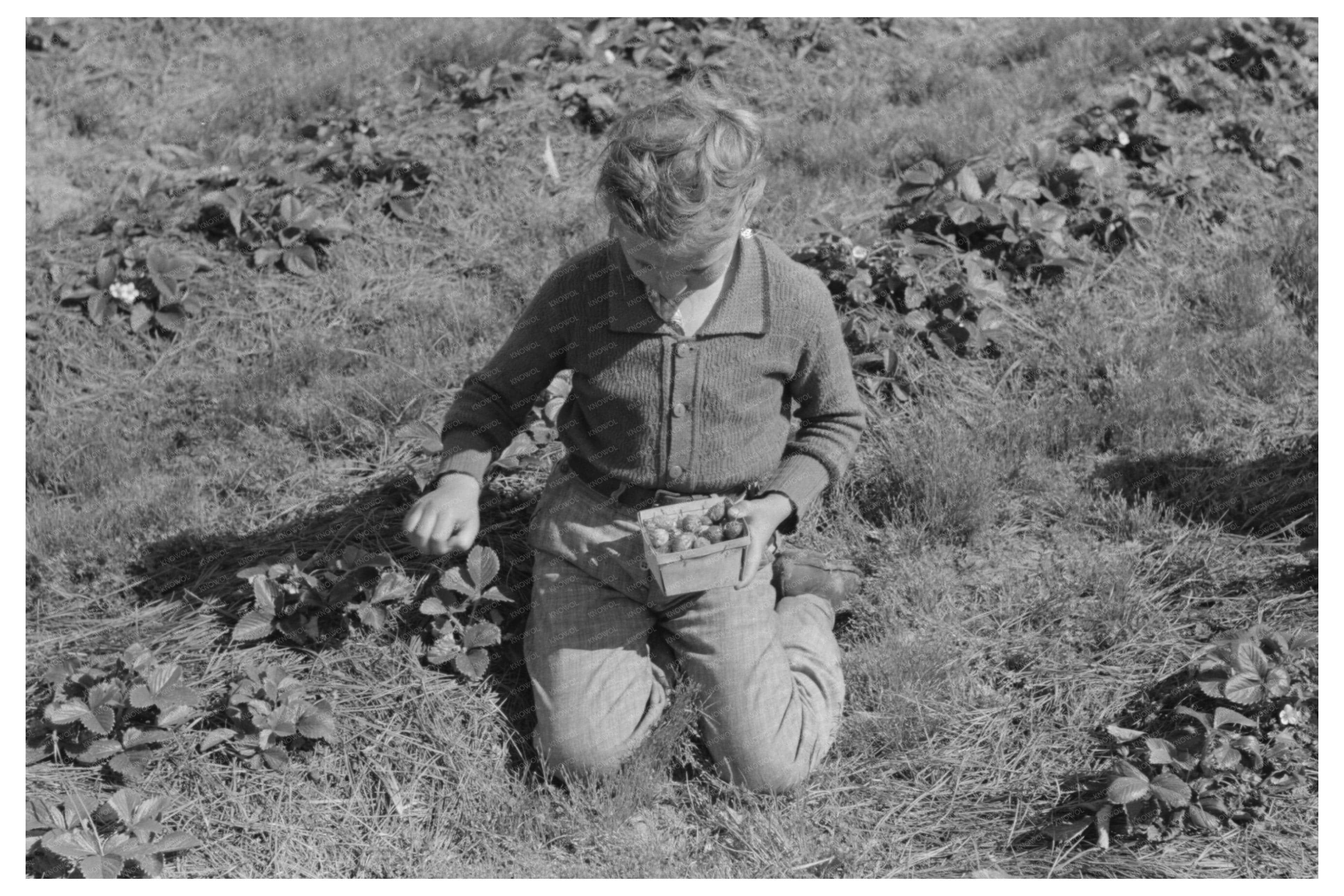 Child Picking Strawberries in Ponchatoula Louisiana 1939