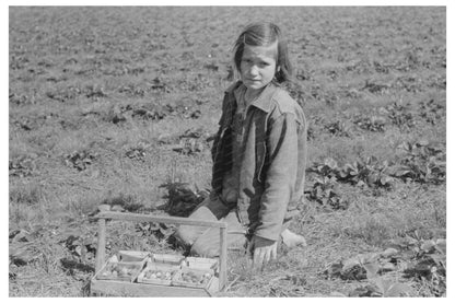 Child Picking Strawberries in Louisiana 1939