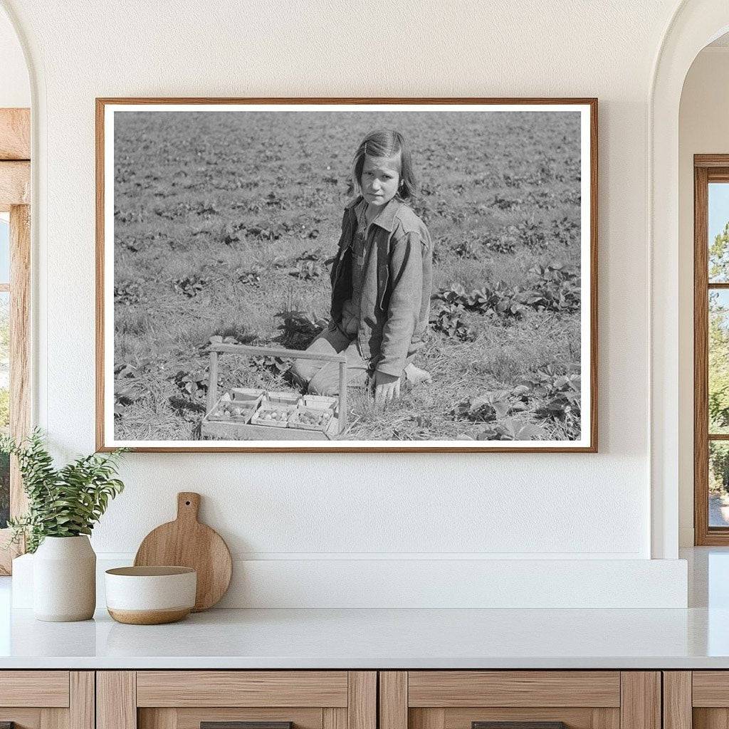 Child Picking Strawberries in Louisiana 1939