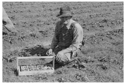 Child Migrant Berry Worker Picking Strawberries 1939