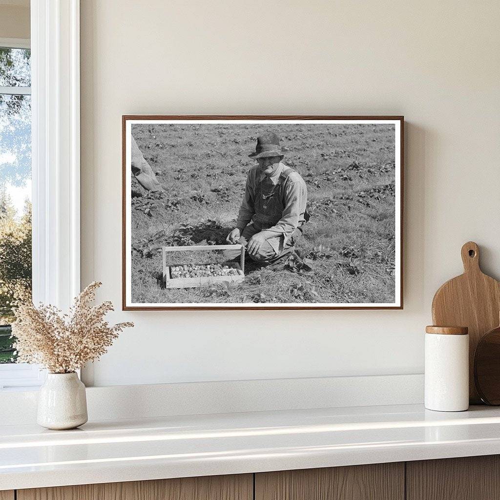 Child Migrant Berry Worker Picking Strawberries 1939