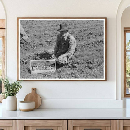 Child Migrant Berry Worker Picking Strawberries 1939