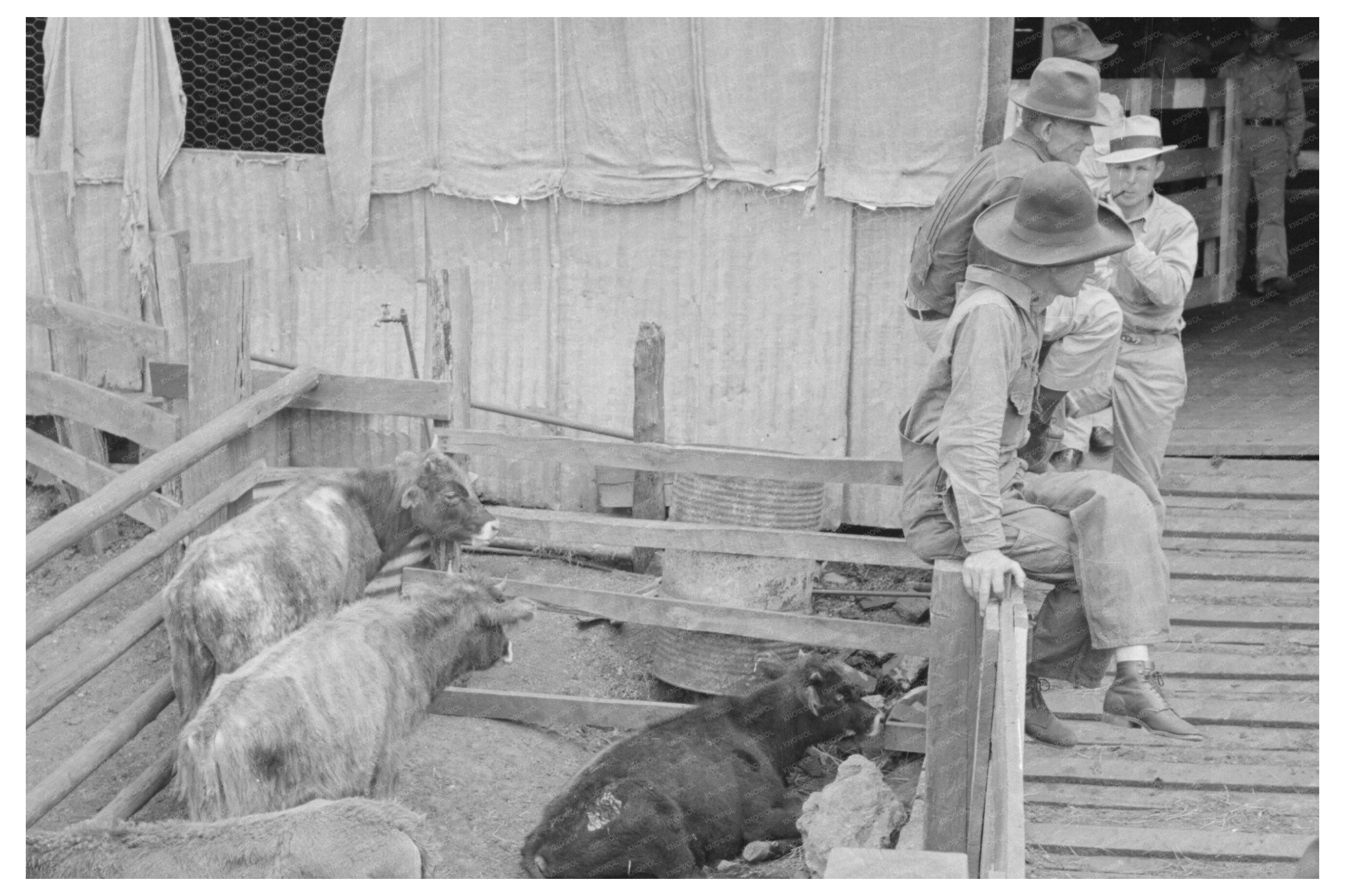 Cattle Auction Yard in San Augustine Texas April 1939