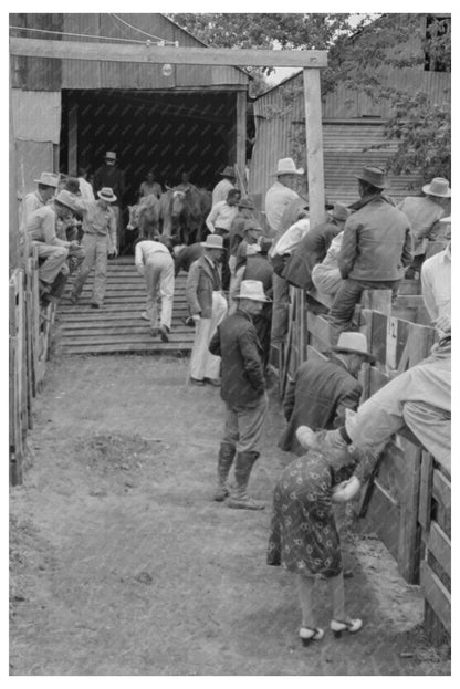 San Augustine Texas Auction Yard Cattle April 1939