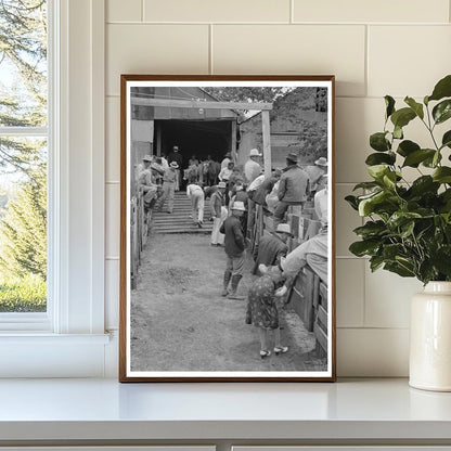 San Augustine Texas Auction Yard Cattle April 1939