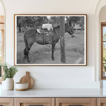 Saddle Horses with Supplies in San Augustine Texas April 1939