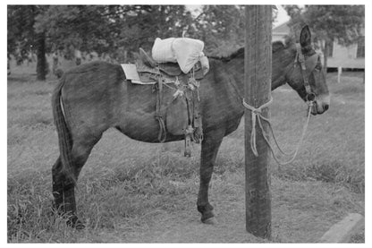 Saddle Horses with Supplies San Augustine Texas 1939