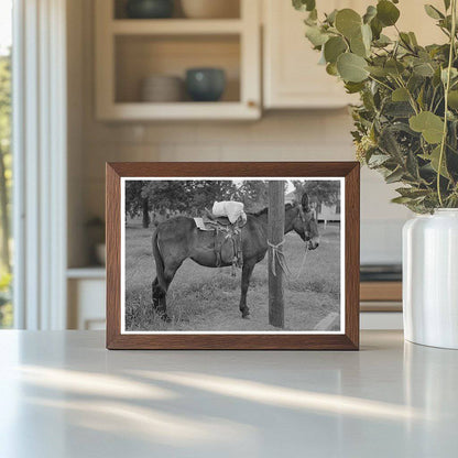 Saddle Horses with Supplies San Augustine Texas 1939