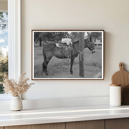 Saddle Horses with Supplies San Augustine Texas 1939