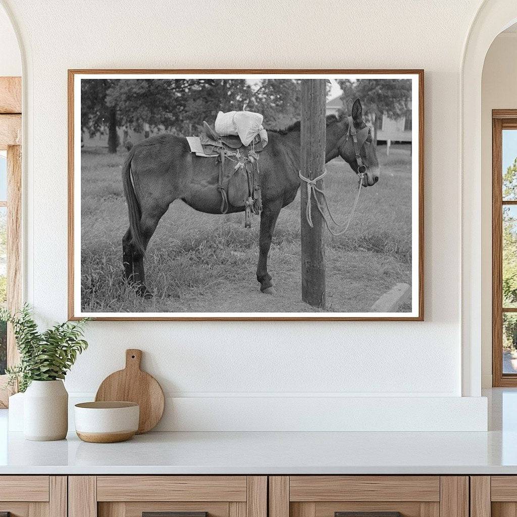 Saddle Horses with Supplies San Augustine Texas 1939