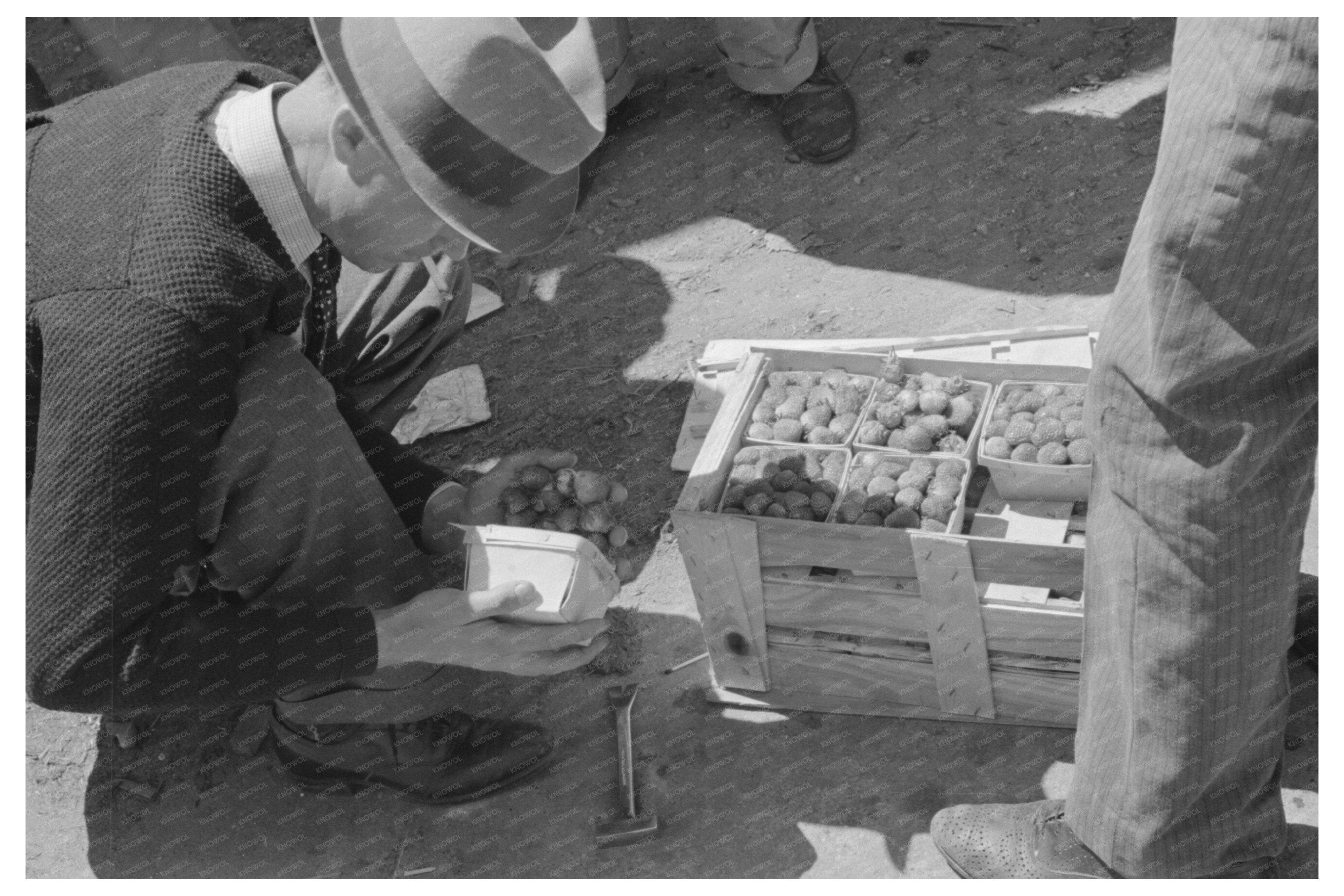 Federal Inspection of Strawberries Hammond Louisiana 1939